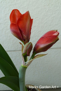 Hippeastrum05_2011-11-07.JPG