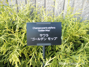 Kawaguchi_1117_01.JPG