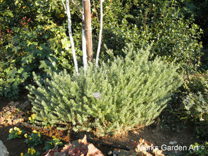 Marks-Garden_1117_01.JPG