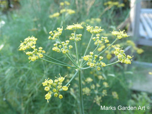 Marks-Garden_1117_04.JPG