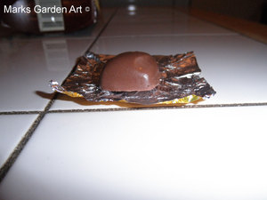Choco&Wine-2011_07.JPG