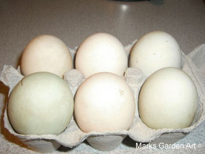 DugEgg_01.jpg