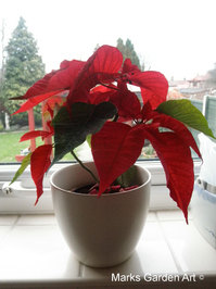 Poinsettias_01.JPG