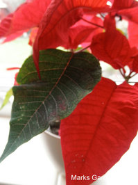 Poinsettias_02.JPG
