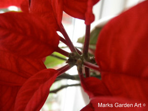 Poinsettias_03.JPG