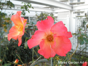 Shirokanedai-2011-11_12.JPG
