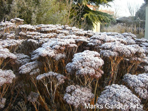 Frosty-Garden_01.JPG