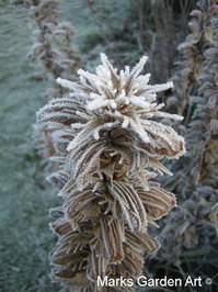 Frosty-Garden_06.JPG