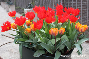 IBC_garden_no.11_04.JPG