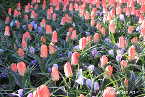 IBC_garden_no.12_02.JPG