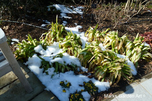 Marks-Garden_20110125_03.JPG