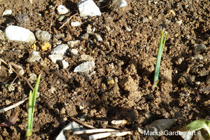 Marks-Garden_20110125_04.JPG