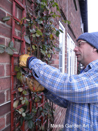 Rose-pruning_01.JPG