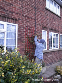 Rose-pruning_02.JPG