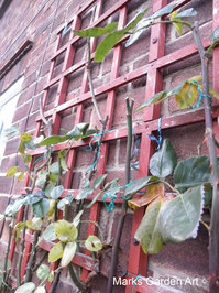 Rose-pruning_03.JPG
