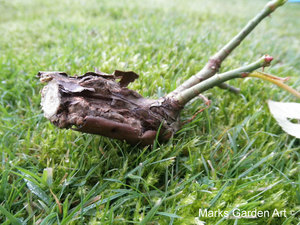 Rose-pruning_04.JPG