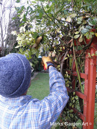 Rose-pruning_05.JPG