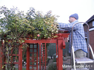 Rose-pruning_07.JPG