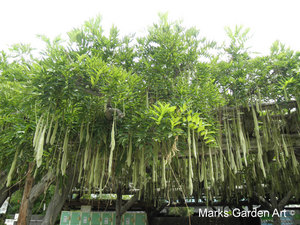 Atrractive-plants_Wisteria_01.JPG