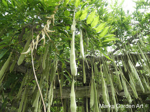 Atrractive-plants_Wisteria_02.JPG