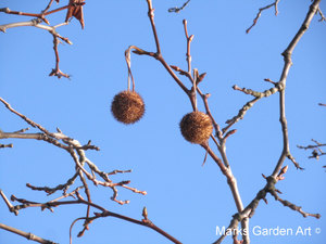 Atrractive-plants_Wisteria_03.JPG