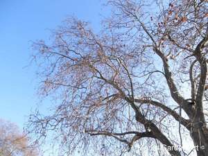 Atrractive-plants_Wisteria_04.JPG