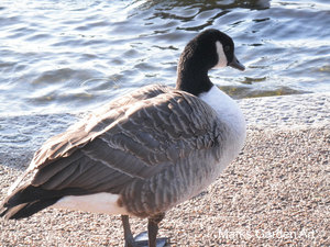 Hyde-Park2011_02.JPG