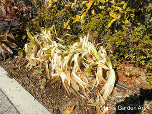 Plants-in-Winter_01.JPG
