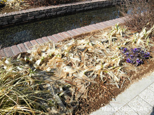 Plants-in-Winter_02.JPG