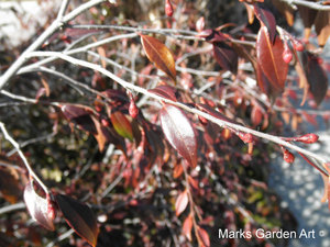Plants-in-Winter_03.JPG