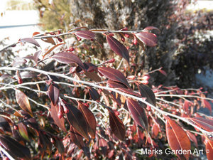 Plants-in-Winter_04.JPG