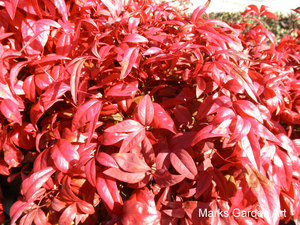 Plants-in-Winter_06.JPG