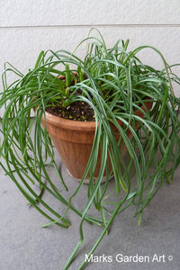 Bulbs-in-pot2012-03-17_01.JPG