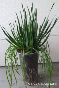 Bulbs-in-pot2012-03-17_02.JPG