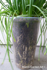 Bulbs-in-pot2012-03-17_03.JPG