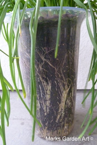Bulbs-in-pot2012-03-17_04.JPG