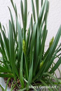 Bulbs-in-pot2012-03-17_05.JPG