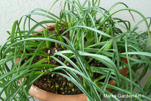 Bulbs-in-pot2012-03-17_06.JPG