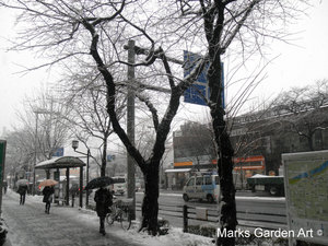 SnowedinTokyo2012-01.JPG