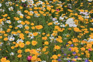 SummerMeadow2011.JPGのサムネール画像