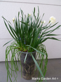 Bulbs-in-pot2012-03-31_01.JPG