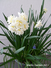Bulbs-in-pot2012-03-31_02.JPG