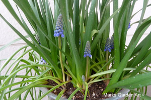 Bulbs-in-pot2012-03-31_03.JPG