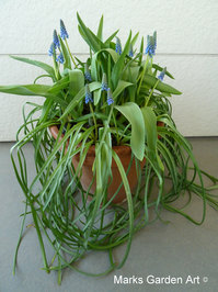 Bulbs-in-pot2012-04-05_01.JPG