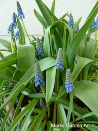 Bulbs-in-pot2012-04-05_02.JPG