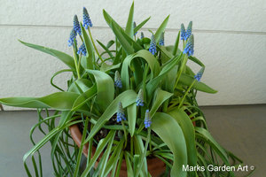 Bulbs-in-pot2012-04-05_03.JPG