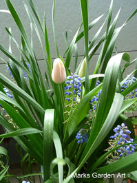Bulbs-in-pot2012-04-20_01.JPG