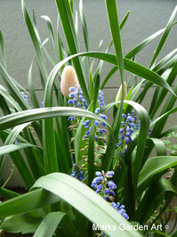 Bulbs-in-pot2012-04-20_02.JPG