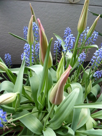 Bulbs-in-pot2012-04-20_03.JPG