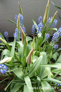 Bulbs-in-pot2012-04-20_04.JPG